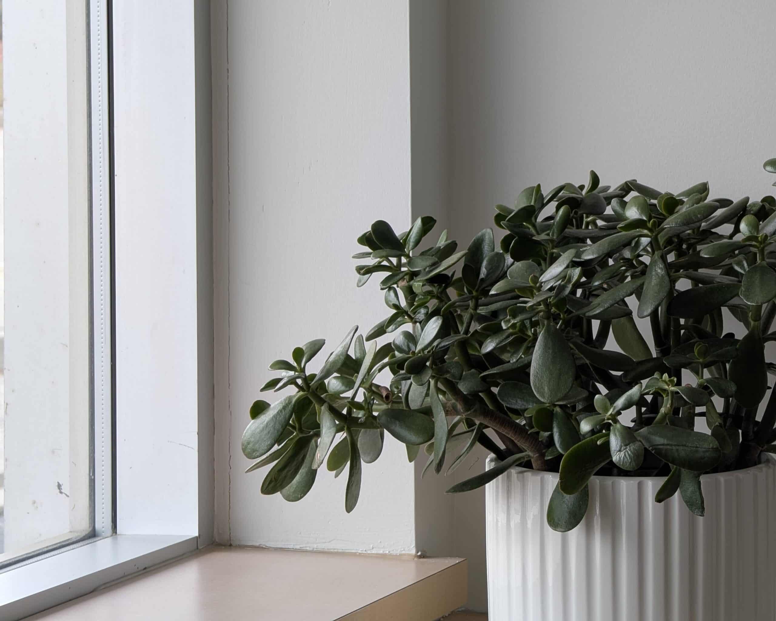 fletcher's creek dental clinic flowers